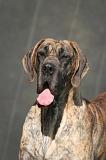DOGUE ALLEMAND 646